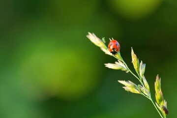 Cute little red lady bug beetle on green background, Coccinellidae