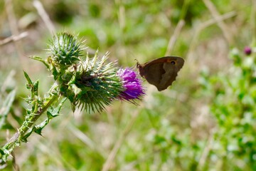 butterfly on a flower