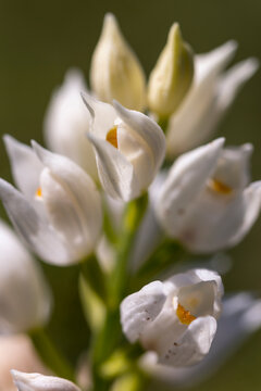 Orquidea Silvestre