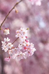 Obraz premium 春の嵐山