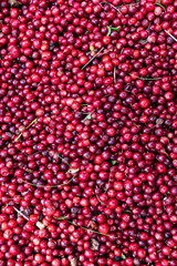 Lingonberry, red, wild berry. Natural background