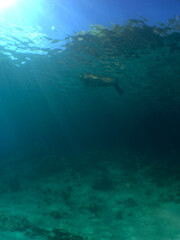 Fototapeta na wymiar snorkel , underwater paradise , caribbean sea