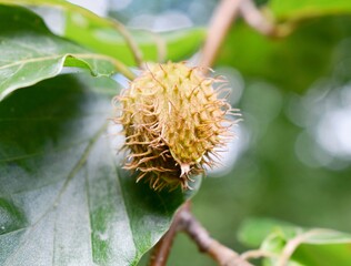 Beech seed close-up photo