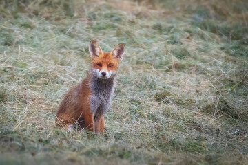 Red fox vulpes. Red fox in the grass