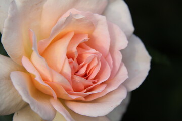 Chandos Beauty, creamy white rose flower closeup, spiral centers bloom form, petals are white blushed  with light cream apricot which deepens towards the flower centre,  dark green background