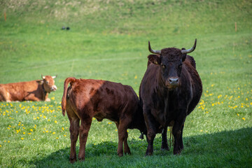Beautiful swiss cows. Alpine meadows. Mountains.  