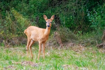 Fototapeta premium Deer in the woods. Deer in the forest