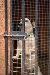 Cute jack russel terrier dog sad look through cage