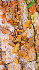 Hojas secas sobre tronco de árbol en el Parc Natural de Collserola, Barcelona, Catalunya, España, Europa