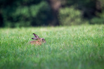 Rabbit in the meadow. Rabbit in the grass