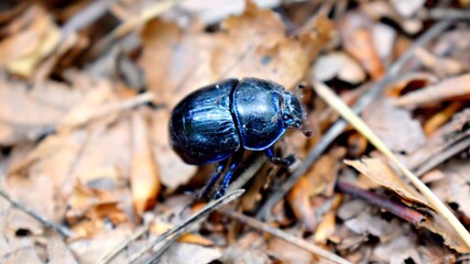 Anoplotrupes stercorosus in a forest. Black dor beetle