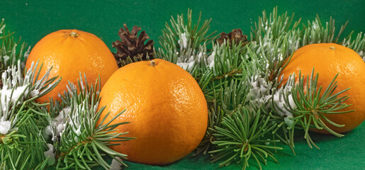 image of tangerine citrus fruits on spruce branches in the snow