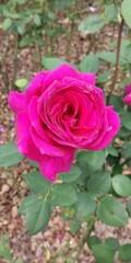 pink rose in garden