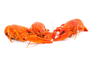 Boiled Fresh Crayfish,Crawfish,  isolated on white background