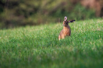 Naklejka premium Rabbit in the meadow. Rabbit in the grass