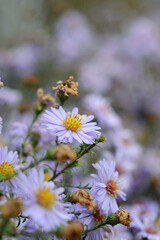 Flowers in the autumn in the country closeup. Shallow depth of field