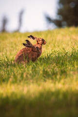 Rabbit in the meadow. Rabbit in the grass © mariusgabi