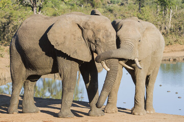 Fototapeta premium Pair of African elephants tenderly touching and hugging each other in front of a waterhole in Kruger National Park, South Africa