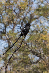 Magpie shrike (Urolestes melanoleucus) or the African long-tailed shrike perched on a tree branch in South Africa with bokeh background