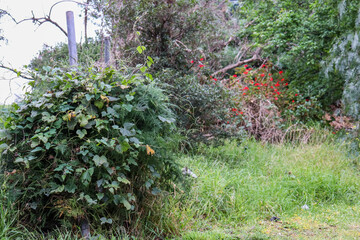 Fototapeta premium overgrown vines in untended parkland