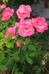 Overripe pink decorative roses