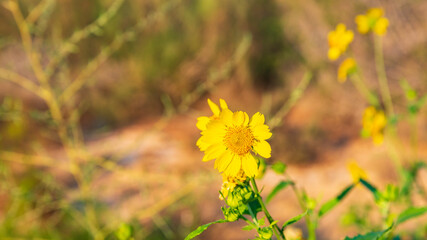 One flowering yellow chrysanthemum coronarium