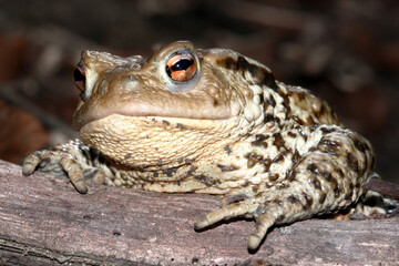 Portrait of European green toad Bufo viridis