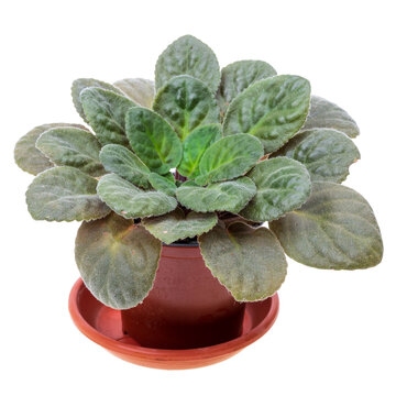 One green non-flowering violet plant without flowers in a small decorative brown pot