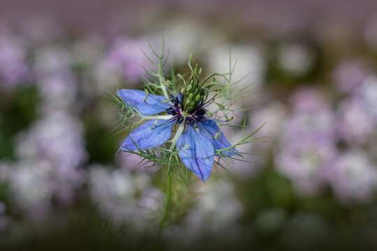 Schwarzk&uuml;mmelbl&uuml;te in einem Blumenfeld