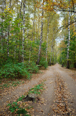 Road to autumn park forest background