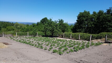 coaecha
