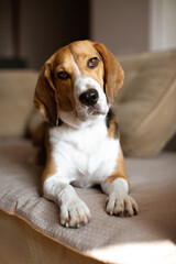 Beautiful beagle dog is resting on the sofa at home. Warm sunlight in the house.