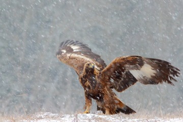 Golden eagle. Bird in winter. Aquila chrysaetos.