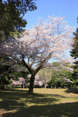 Obraz premium 奈良公園のサクラ