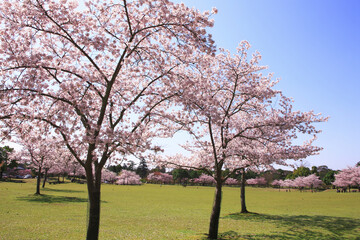 Fototapeta premium 奈良公園のサクラ、芝生