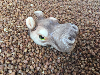 serious hypopotamus head and sea of buckwheat