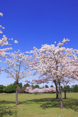 Fototapeta premium 奈良公園のサクラ、芝生