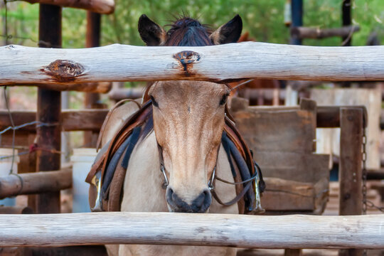 horse in the stable