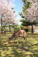 Naklejka na ściany i meble 奈良公園のサクラと鹿