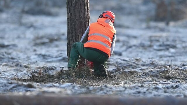 Forestry worker cutting tree with chainsaw - slowmotion video 