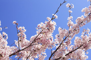 Fototapeta premium 奈良公園のサクラ、背景