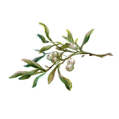Hand drawn mistletoe branch isolated on white background. Watercolor and crayon vintage style winter botanical illustration. Christmas floral decoration, evergreen plant and berries.
