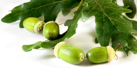 isolated image of acorns and leaves close up