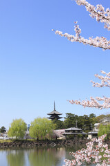 奈良、春の荒池と興福寺