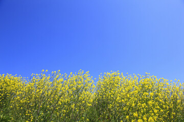 Obraz premium 菜の花と青空