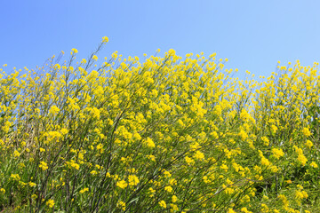 菜の花と青空