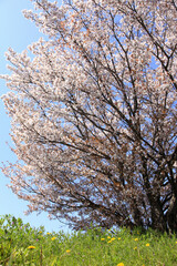 Fototapeta premium タンポポと桜