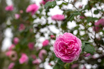Big green bush with pink tea rose. Tea rose macro. Spring time