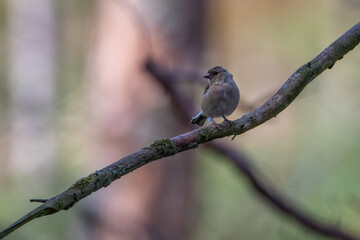 Robin on a branch. Bird on a branch