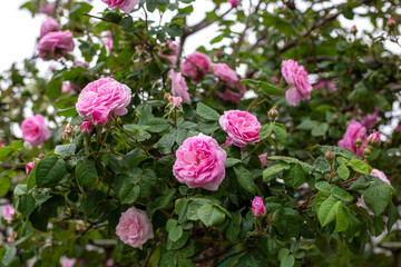 Big green bush with many pink tea roses. Spring time